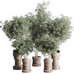 Collection Indoor Plant 265 Plant Tree Bush Vase C