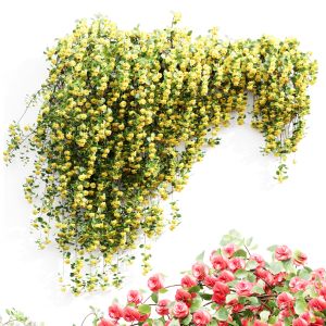 Climbing Roses Wall Grow Top