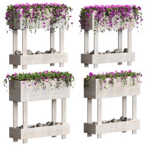 Petunias In Wooden Boxes. 4 Models