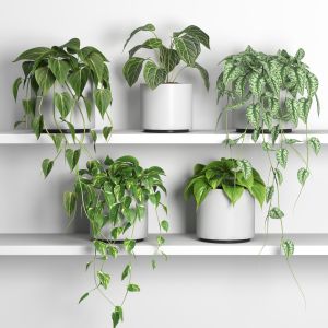 Plants On Shelf 04