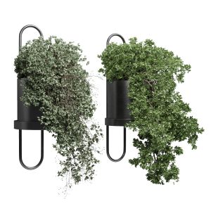 Collection Indoor Outdoor Plant 154 Wall Palnt