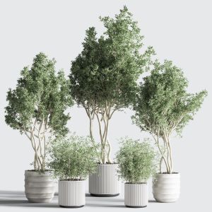 Indoorplantset35