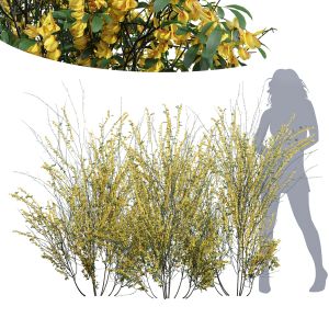 Cytisus Scoparius Tall