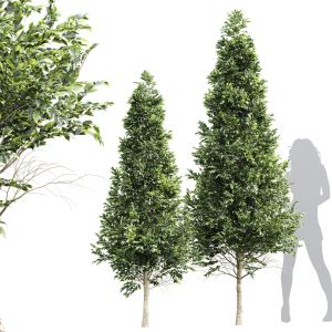 Tree Carpinus Betulus Bush Top Cut