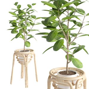 Buskbo Plant Stand