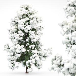 Alaska Cedar - Snow Winter