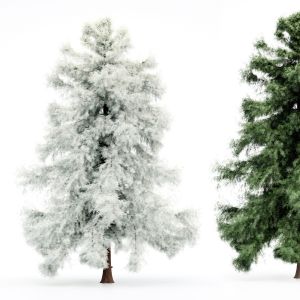 Alaska Cedar - Spring To Winter