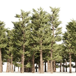 Pine Forest Trees