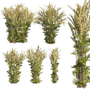 Collection Plant Vol 367 - Bush - Common Mugwort