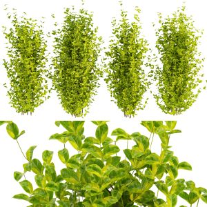 Collection Plant Vol 369 - Evergreen - Spindle