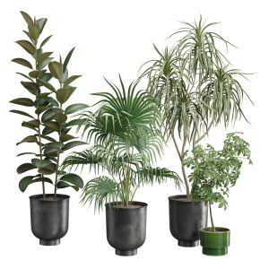 Indoor Plants Pack 52