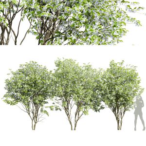 Amelanchier Lamarckii3