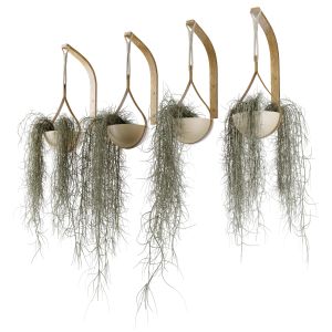 Hanging Plant Set36