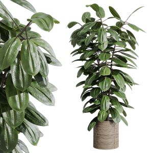 Indoor Plant 407 Plant Ficus Rubbery Tree In Handm