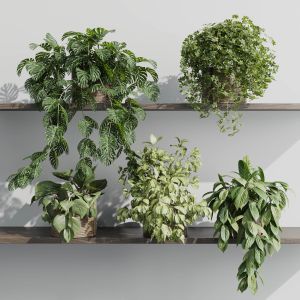 Wall Plant - Set Indoor Plant 408 Plants On Shelf