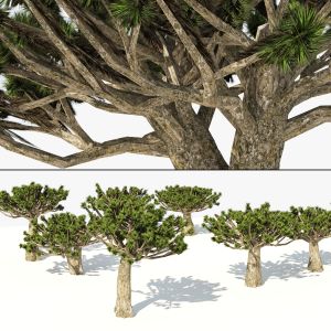 Rigged Dracaena Trees