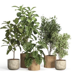 Indoor Plant Set 55- Rattan And Concrete