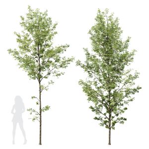 Plants Alnus Glutinosa03