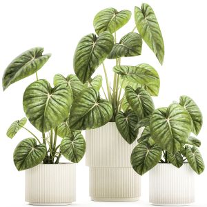 Beautiful Anthurium And Alocasia Plants In Pots