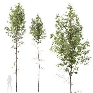 Plants Betula Pendula