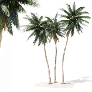 Coconut Palm Tree