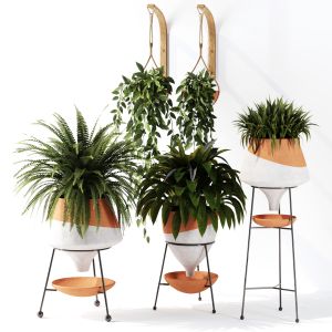 Indoor Plant Set 38