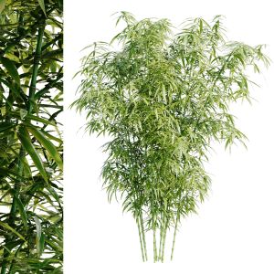 Bamboo Bush | 4k Pbr Material