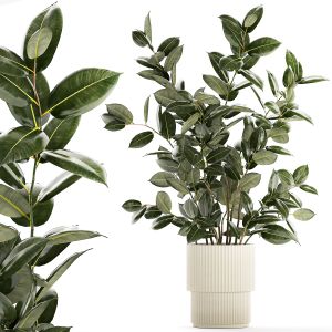 Beautiful Ficus Elastica Plants In Flower Pots