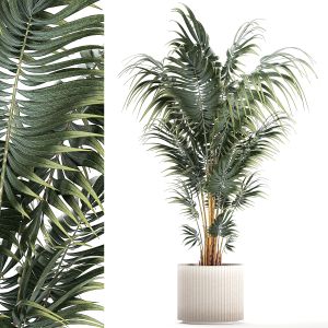 Beautiful Howea Palm Plants In Flower Pots