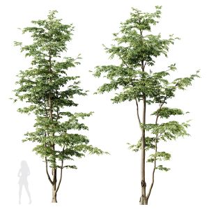 Hq Plants Carpinus Betulus 02