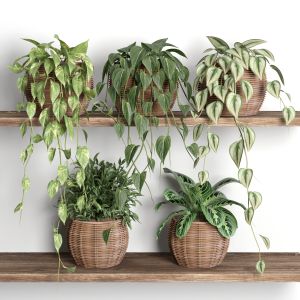 Plants On Shelf 13