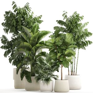 Beautiful Plants Ficus Palm Strelitzia In Pots