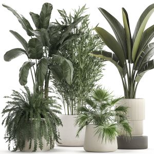 Beautiful Plants Bamboo Palm Banana In Flower Pots