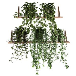 Indoor Shelf Plants Set39