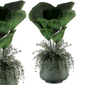 Indoor Plants Set 41