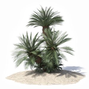 Sago Palm Tree