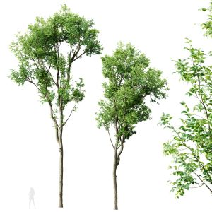 Plants Celtis Australis02