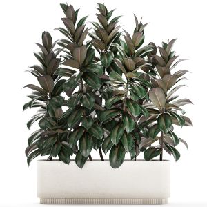 Beautiful Plants Bush Ficus elasticas 1355