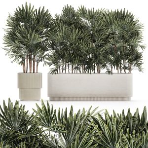 Beautiful Plant Palm Fan Rhapis In Pots 1356