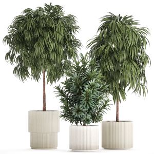 Beautiful Plants Ficus Alii Tree Oleander In Pots