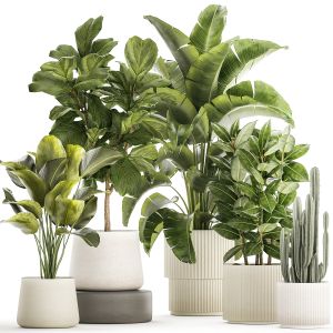 Set Of Beautiful Plants Strelitzia Ficus Cereus