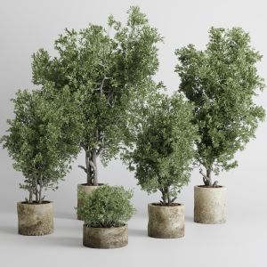 Outdoor Plant Set 166 Pot Old Olive Tree Concrete