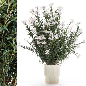 Beautiful Plant Bushes With White Nerium Oleander