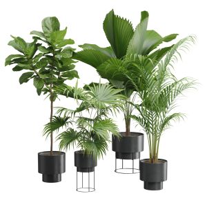 Indoor Plants Pack 53