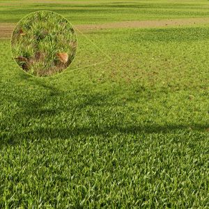 Grass Meadow Green Land