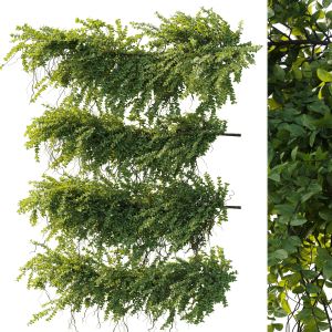 Plants Hanging Ivy- Outdoor Garden Set 168