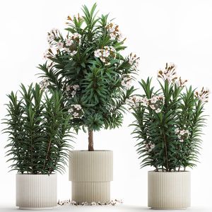 Beautiful Plant White Nerium Oleander Flowers Pot