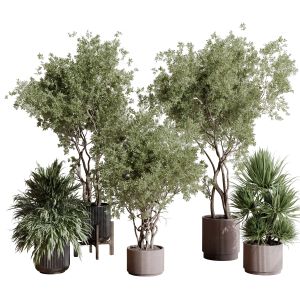 Indoor Plant Set 408 Plant Tree Palm Bush Concrete