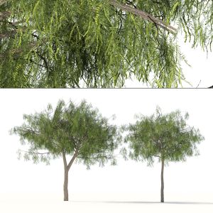 Low Poly Ghaf Trees Of Emirates