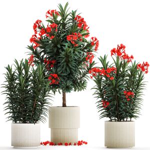 Beautiful Plants Red Flowers Nerium Oleander Pots